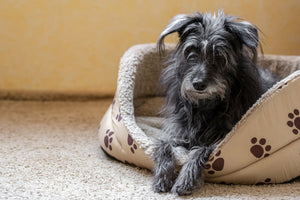 5 Signs Your Dog Needs a New Bed (And How to Choose the Perfect One)
