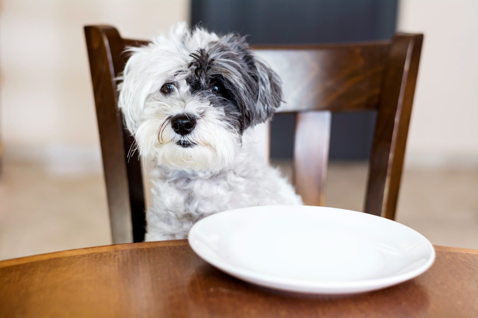 How to Stop Your Dog from Eating Too Fast (Before It's Too Late)