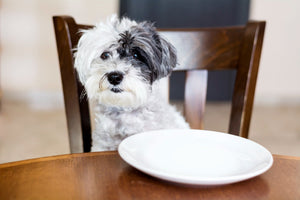How to Stop Your Dog from Eating Too Fast (Before It's Too Late)