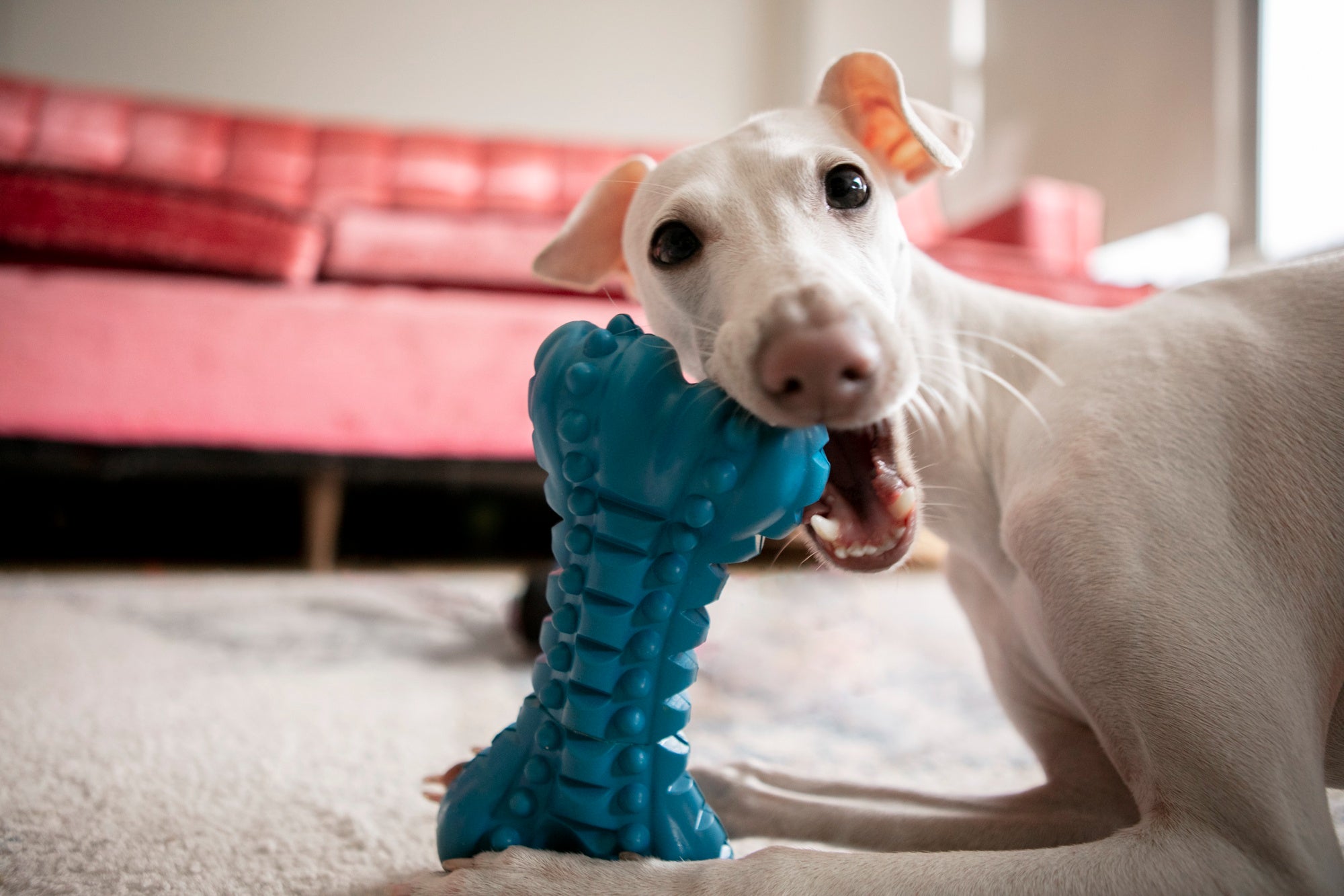The Ultimate Guide to Choosing the Perfect Interactive Dog Toy