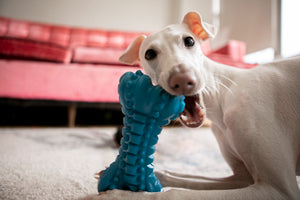 The Ultimate Guide to Choosing the Perfect Interactive Dog Toy