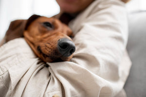 Anxiety in Dogs: Signs, Causes, and Natural Ways to Calm Your Anxious Pet