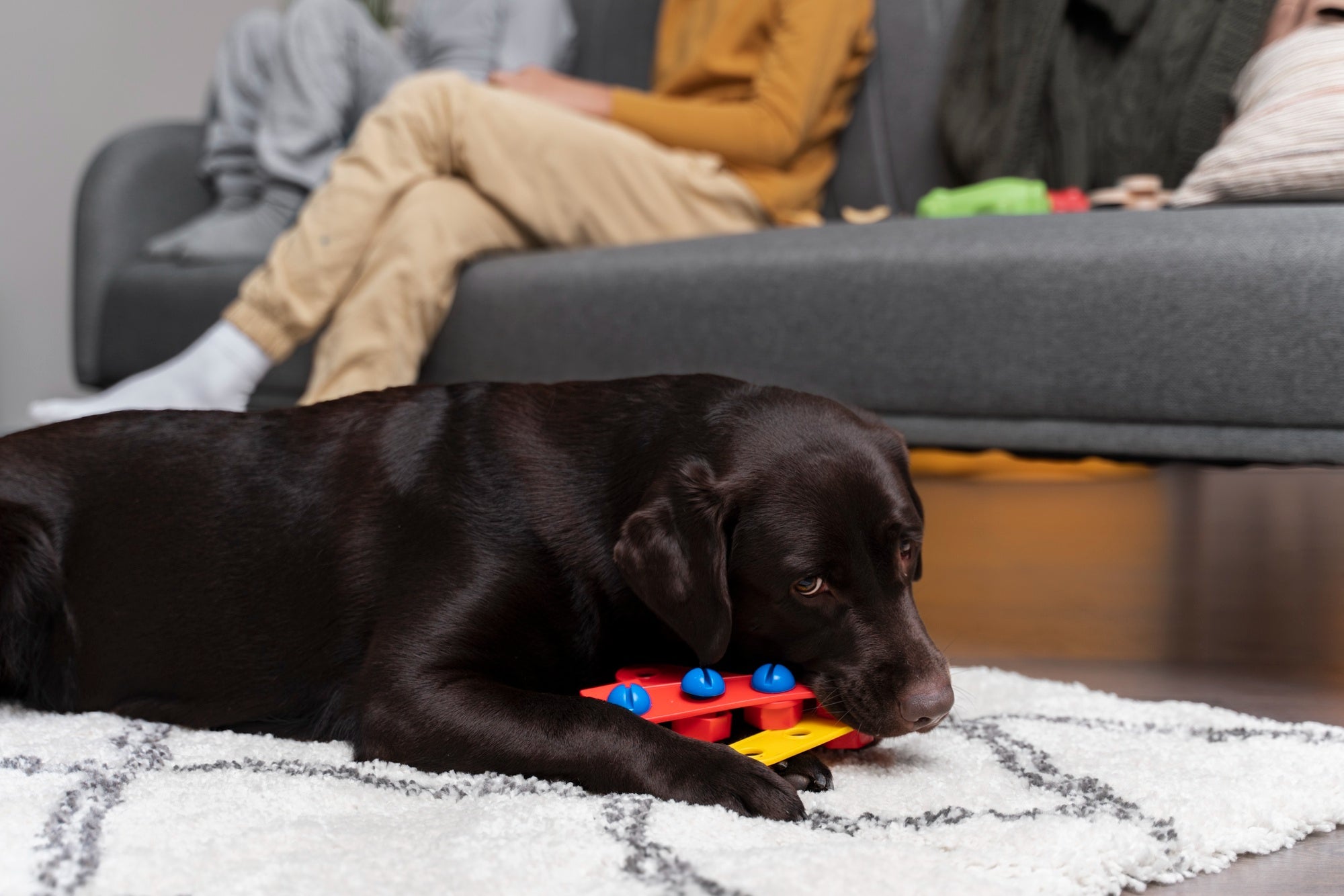 Why Your Dog Needs Puzzle Toys (It's Not Just About Fun)