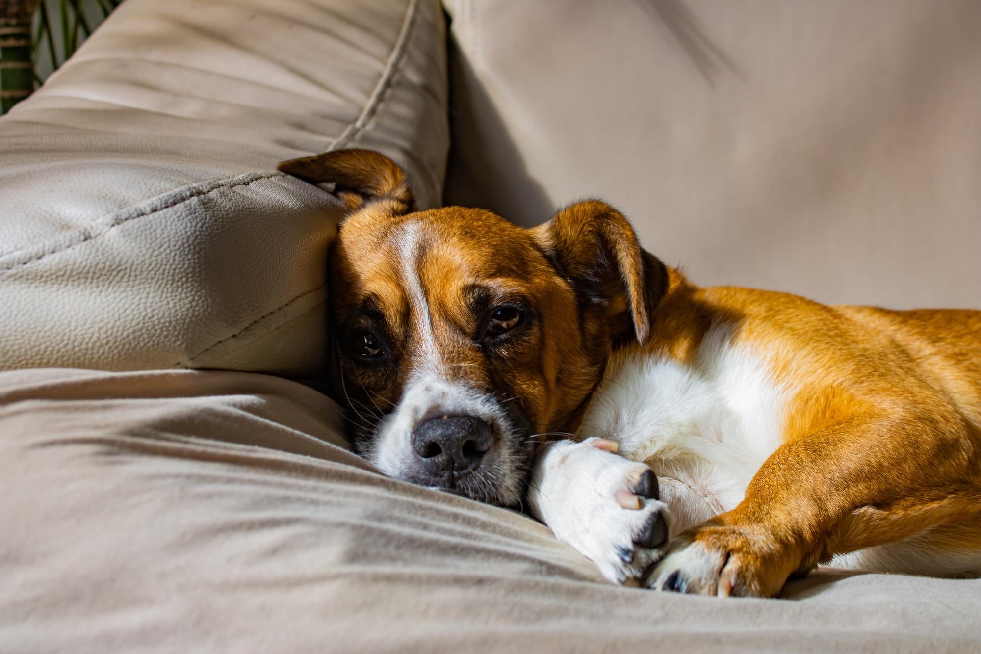How to Keep Your Senior Pet Comfortable in Winter