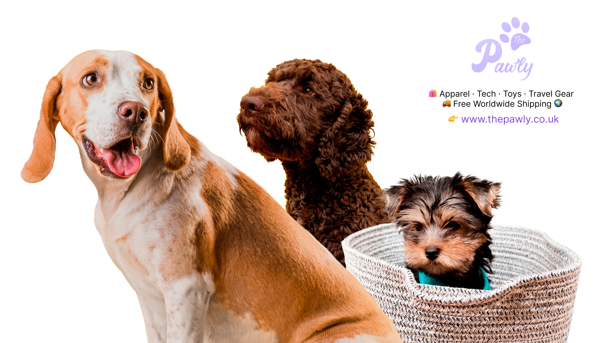Why Premium Pet Products Are Worth the Wait (And How to Spot the Difference)