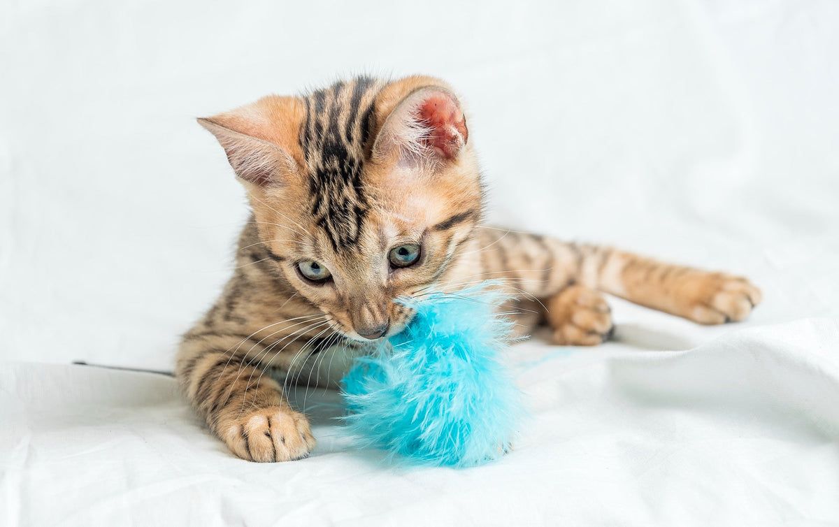 Cat Wands, Feathers & Toys