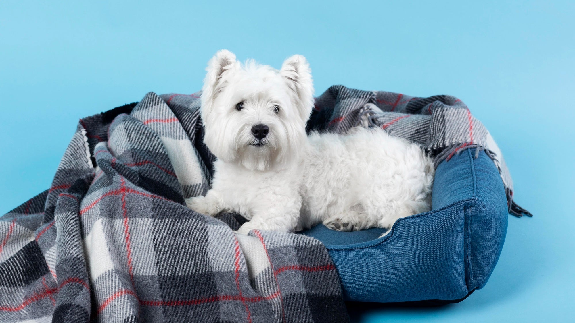 Burrowing & Anti-Anxiety Beds
