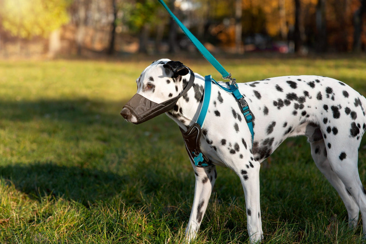 Luxury Leather & Biothane Leashes