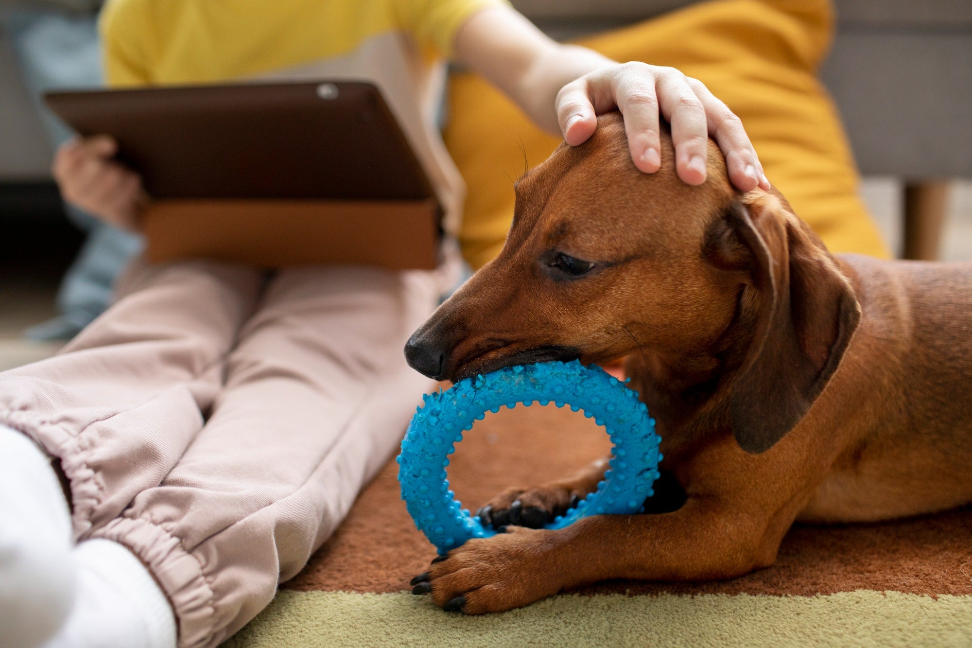 Interactive Dog Toys