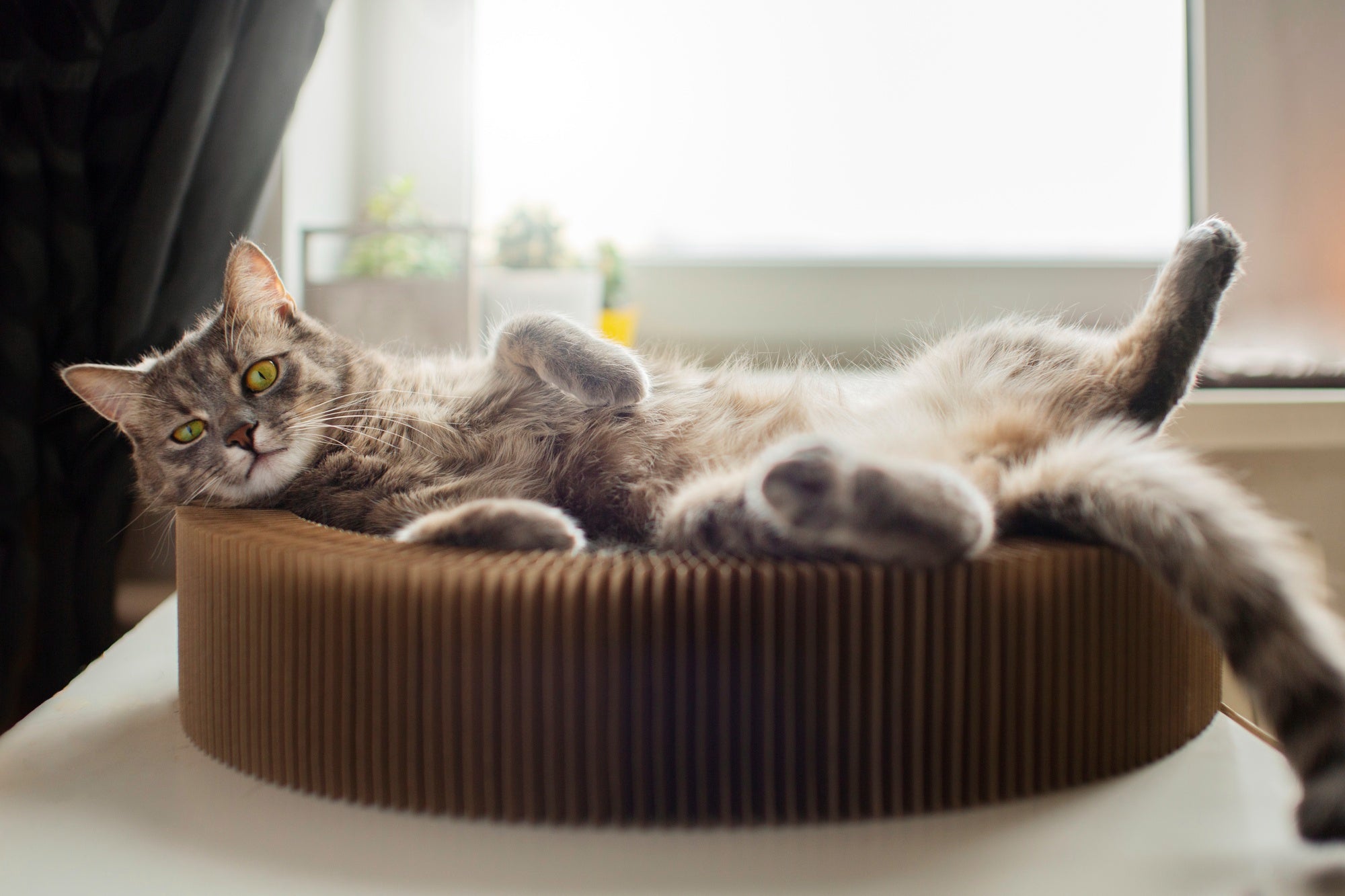 Luxury Beds & Furniture