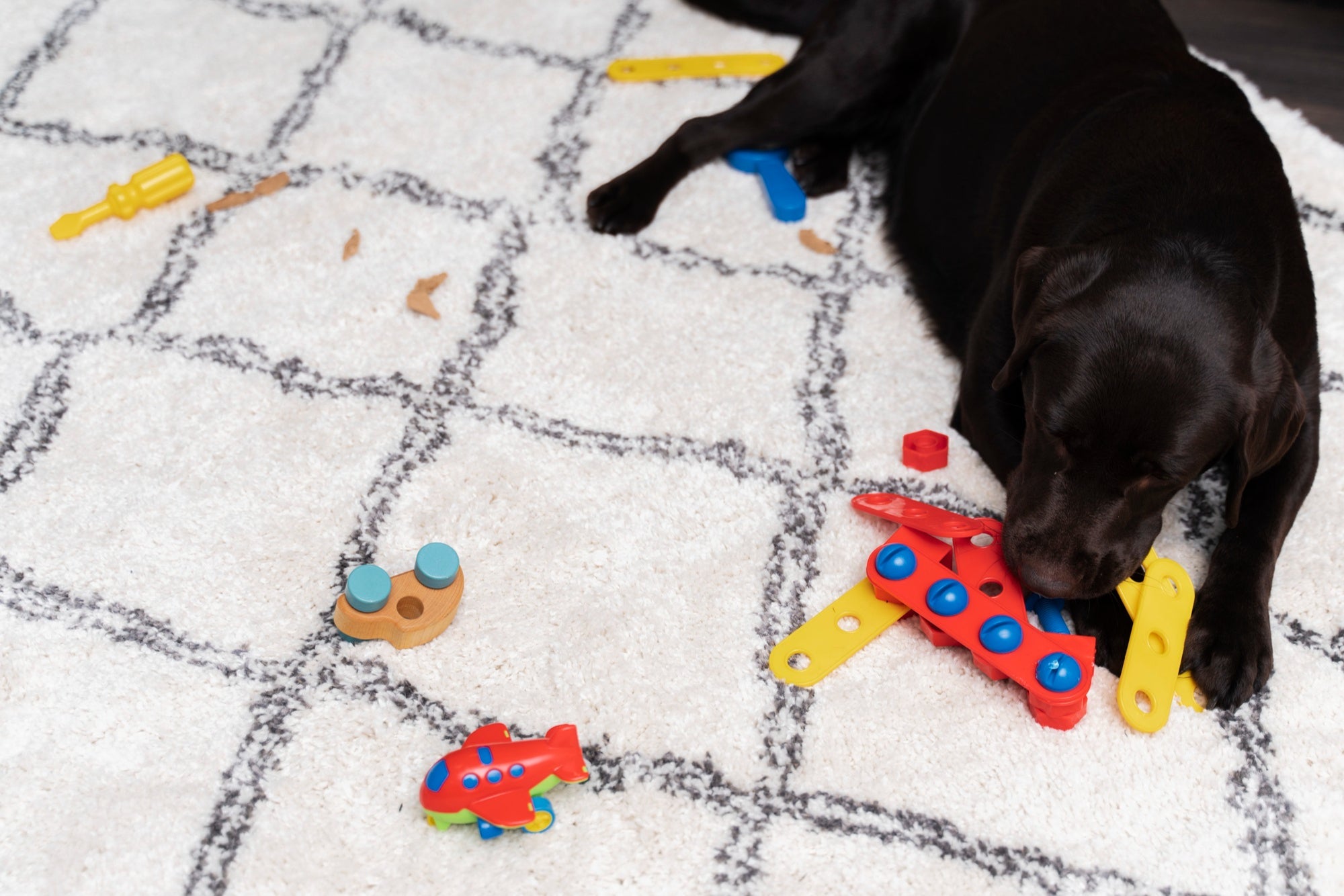 Puzzle & Treat-Dispensing Toys