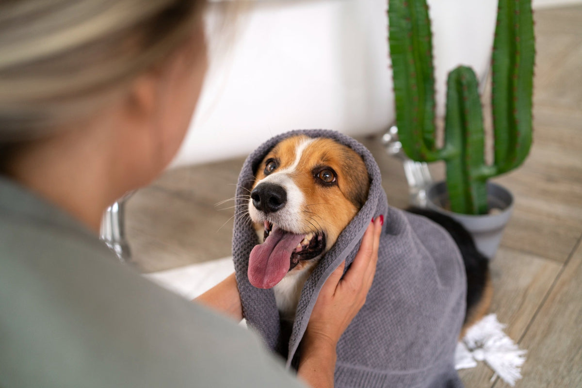 Grooming & Wellness