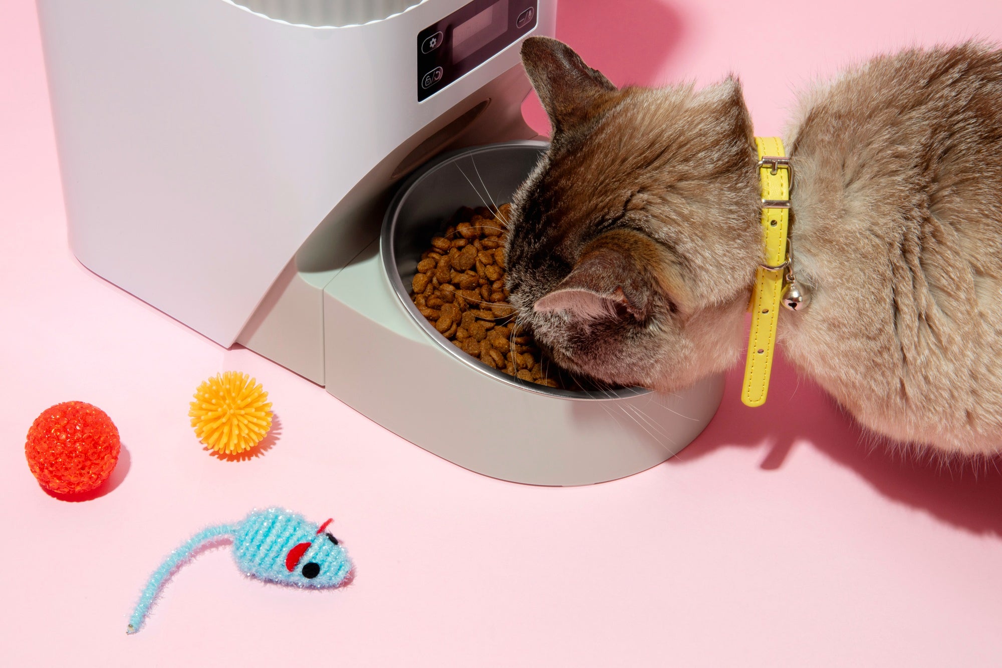Slow Feeder & Bowls