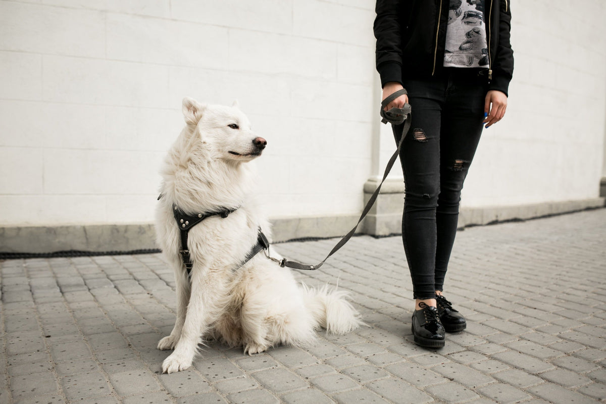 No-Pull & Training Harnesses
