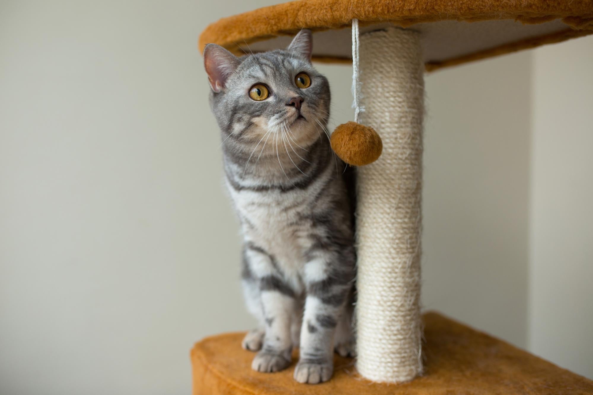 Designer Cat Trees & Condos