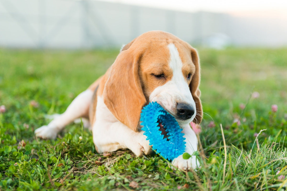 Durable Chew Toys for Dogs
