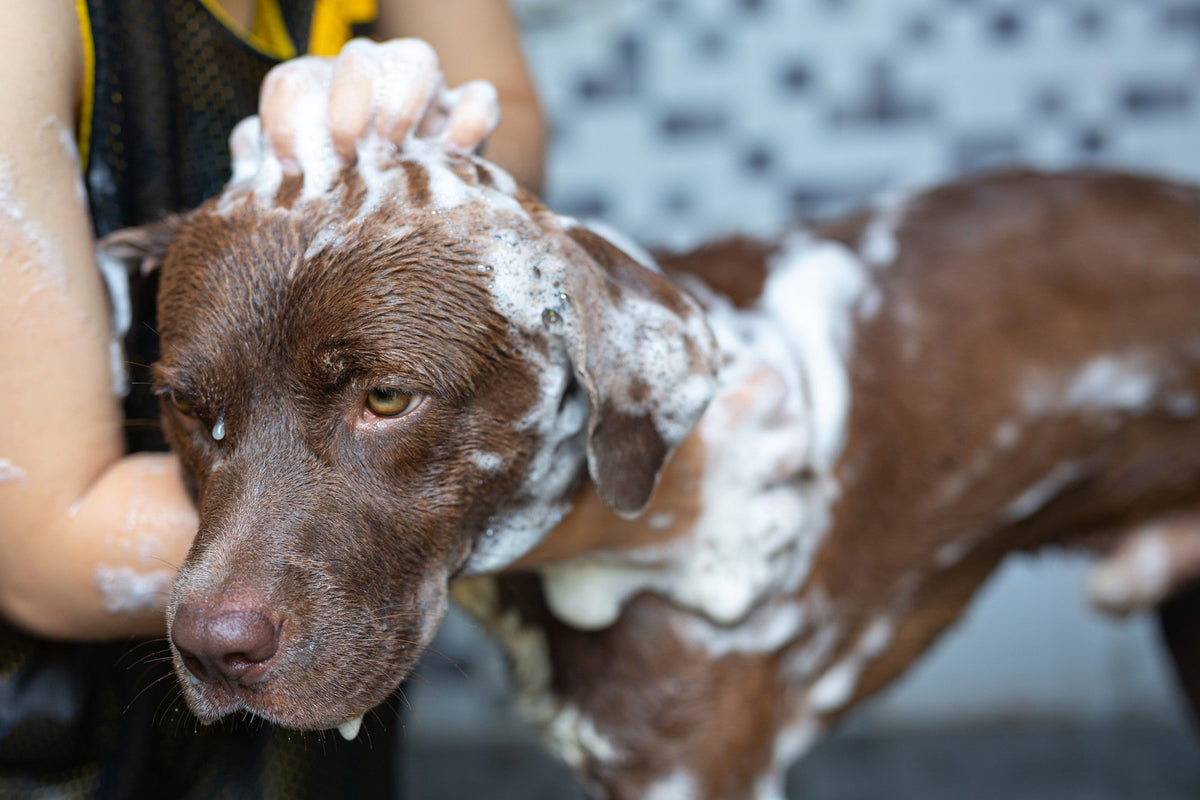 Eco-friendly Shampoos & Wipes