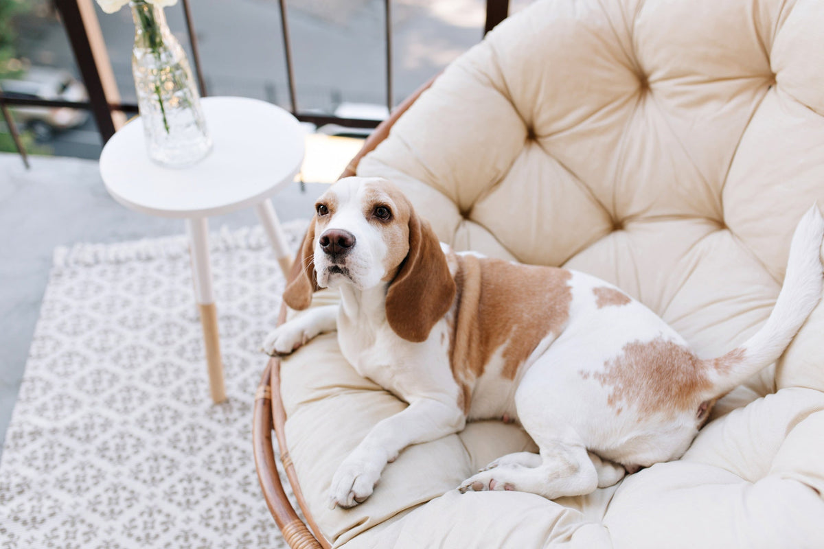 Modern Pet Sofas & Throws