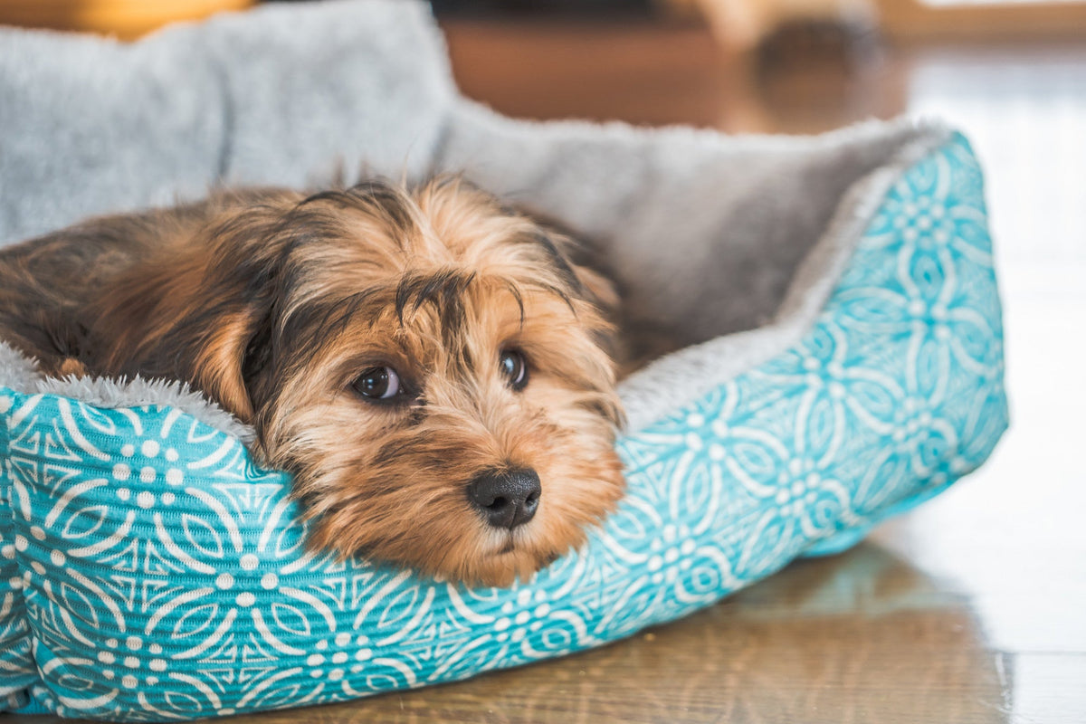 Orthopedic & Memory Foam Beds