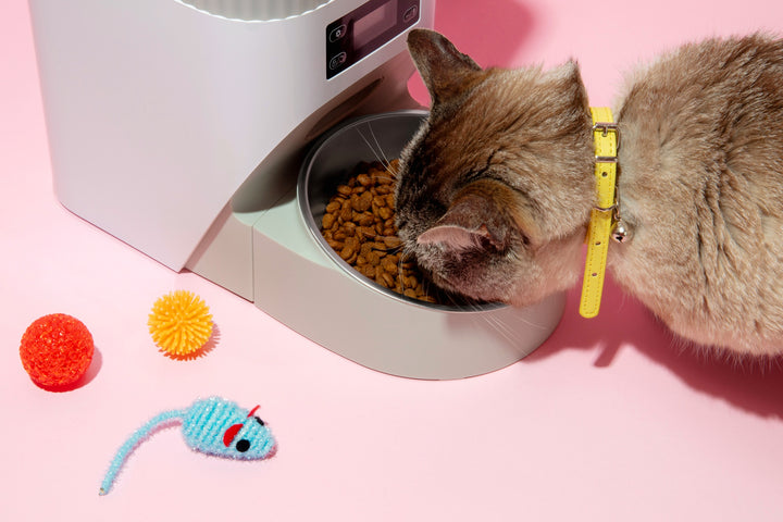 Slow Feeder & Bowls