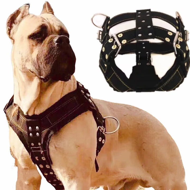 Heavy-Duty Harness Set – 4-Ring Training & Stainless Steel