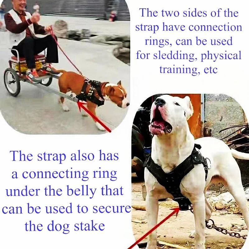 Heavy-Duty Harness Set – 4-Ring Training & Stainless Steel