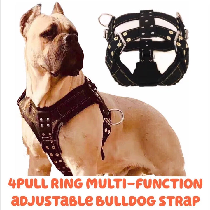 Heavy-Duty Harness Set – 4-Ring Training & Stainless Steel